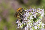 Brown-banded carder bee (Bombus humilis)