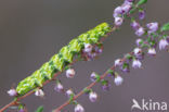 Roodbont heide-uiltje (Anarta myrtilli)