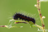 Veenheide-uil (Acronicta menyanthidis)