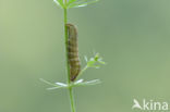 Flame Shoulder (Ochropleura plecta)