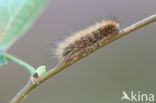 Ruby Tiger (Phragmatobia fuliginosa)