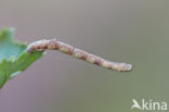 Geelbruine bandspanner (Plagodis pulveraria)