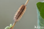 Kleine beer (Phragmatobia fuliginosa)