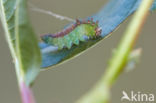 Dusky Hook-tip (Drepana curvatula)