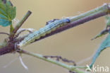 Bonte Brandnetelmot (Eurrhypara hortulata)
