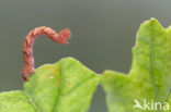 Gestippelde oogspanner (Cyclophora punctaria)