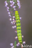 Roodbont heide-uiltje (Anarta myrtilli)