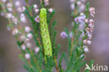 Geoogde w-uil (Lacanobia contigua)