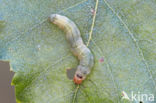 Tweestip-orvlinder (Ochropacha duplaris)