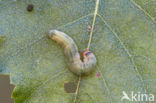 Tweestip-orvlinder (Ochropacha duplaris)