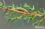 Juniper Carpet (Thera juniperata)