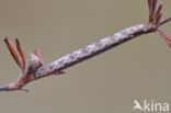 Common Heath (Ematurga atomaria)