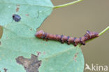 Brandvlerkvlinder (Pheosia tremula)