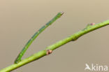 Melkwitte zomervlinder (Jodis lactearia)