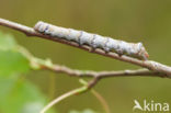 Brandvlerkvlinder (Pheosia tremula)