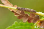 Schaduwsnuituil (Herminia tarsicrinalis)