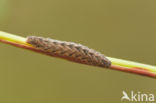 Schaduwsnuituil (Herminia tarsicrinalis)