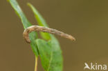 Grijze dwergspanner (Eupithecia subfuscata)