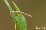 Grey pug (Eupithecia subfuscata)