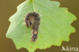 Schilddrager (Acronicta megacephala)