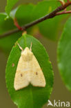 Gewone gouduil (Xanthia icteritia)