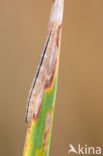 Marbled White Spot (Protodeltote pygarga)