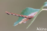 Berkenoogspanner (Cyclophora albipunctata)