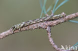 Scalloped Hazel (Odontopera bidentata)