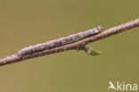Peacock Moth (Macaria notata)