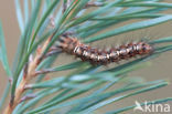 Schijn-nonvlinder (Panthea coenobita)