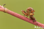 Early Thorn (Selenia dentaria)
