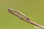 Orange Moth (Angerona prunaria)