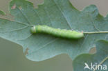 Zilveren groenuil (Pseudoips prasinana)