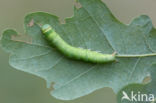 Zilveren groenuil (Pseudoips prasinana)