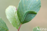 Citroenvlinder (Gonepteryx rhamni)