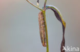 Variabele w-uil (Lacanobia suasa)
