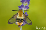 Hommelvlinder (Hemaris tityus)