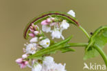 Glanzende marmeruil (Pseudeustrotia candidula)