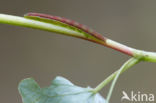 Glanzende marmeruil (Pseudeustrotia candidula)