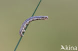 Vierbandspanner (Xanthorhoe ferrugata)