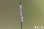 Vierbandspanner (Xanthorhoe ferrugata)