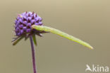 Dwarsbanddwergspanner (Eupithecia subumbrata)