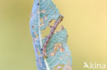 Bruine grijsbandspanner (Cabera exanthemata)