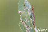 Bruine grijsbandspanner (Cabera exanthemata)