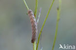 W-uil (Lacanobia thalassina)