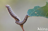 Donkere wapendrager (Clostera pigra)