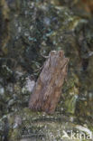 Geelbruine houtuil (Lithophane socia)