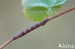 Geelbruine bandspanner (Plagodis pulveraria)