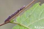 Geelbruine bandspanner (Plagodis pulveraria)