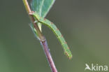 Brummelspanner (Mesoleuca albicillata)